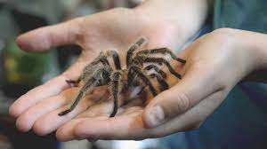 Learn how to take care of pets, read about common pet behavior. 8 Best Pets For Kids What Type Of Pet Is Best For You