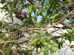 Image result for Huberantha