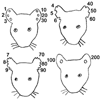 species specific information rat