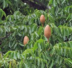 Image result for Swietenia