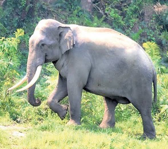 Uttarakhand radio collar elephants project
