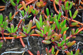 Image result for Sesuvium portulacastrum