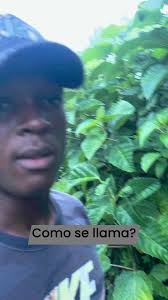 La conoces? #rio #planta #naturaleza #video