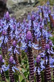 Image result for Coleus neochilus