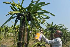 And like many plants grown indoors, indoor fruit trees tend to have prolonged growing seasons, meaning you will have fresh mango (mangifera indica). Indian State Renames Dragon Fruit Because It Sounds Too Chinese The Independent