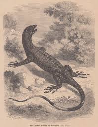 It is a matter of hours before united and madrid reach an agreement for the transfer of varane. Eine Gefleckte Warane Aus Australien Ansicht Von Tiere 1880 Antiquariat Hild