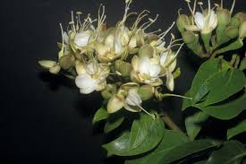 Image result for Hymenaea courbaril