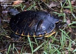 Image result for Pseudechinolaena