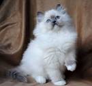 Ragdoll Cats Cat Breed Information, Pictures ...