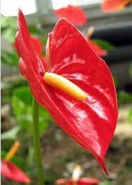 Anthurium Andraeanum How To Grow And Care For Flamingo Flower Plants Flamingo Flower Planting Flowers Anthurium Plant