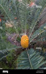Image result for Encephalartos villosus