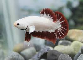 Betta Fish Red Dragon Breeding Pair Male Female 14 00 Standard Shipping