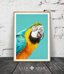 Tropical Black Bird With Large Beak Tropical Bird Print Parrot Wall Art Bird Photography Macaw Parrot Large Printable Poster Aqua Blue And Yellow Tropical Wall Art Decor