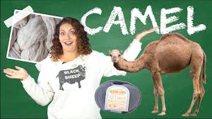 Defintions of camel hair not found. What Is Camel Yarn Yarn University 7 Youtube