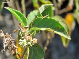 Image result for Croton kilwae