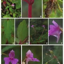 Image result for Impatiens gesneroidea