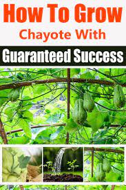 How To Grow Chayote With Guaranteed Success Tomato Container Gardening Planting Flowers Growing