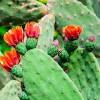 Chollas are also members of the opuntia genus but have cylindrical, jointed stems rather than flat pads. Https Encrypted Tbn0 Gstatic Com Images Q Tbn And9gcquvruzztiyw 7ifnmt5x Jpqqvvwe4teqrjw22cqtatev7cipp Usqp Cau