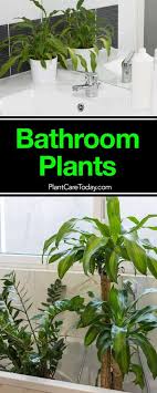 17 best bathroom plants how to use how to choose bathroom plants best bathroom plants indoor plants low light