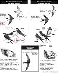 Découvrez en moins de deux minutes la fabrication d'un nichoir pour accueillir les hirondelles. L Hirondelle De Fenetre 2017 Www Faune Champagne Ardenne Org
