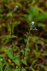 Image result for Nemesia zimbabwensis