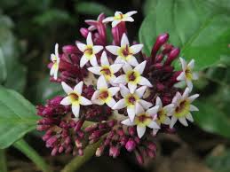 Image result for Chassalia umbraticola