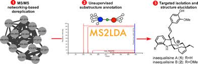 Image result for Voacanga pachyceras