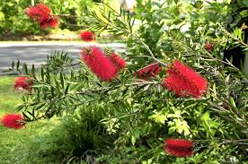 We did not find results for: A Red Bottle Brush Plant Reigning Over The Garden Stock Photo Picture And Royalty Free Image Image 3778874