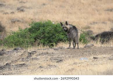 645 Indian Hyena Royalty-Free Images, Stock Photos & Pictures | Shutterstock