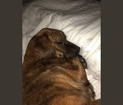 Agile, feisty and protective, these dogs inherited some of the best traits from both of their parents. Embark Dog Dna Test Breed