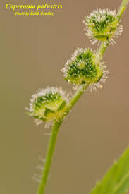 Image result for Caperonia