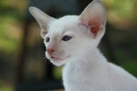 Siamese cats are highly active cats that demand love and attention. Siamese Thai Temple Cats Encyclopaedia Felidae