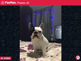 (shelter #1147151) x maricopa county phoenix, az 85007 map it. Male Dog Lost In Phoenix Az 85339 French Bulldog Dog Custom Dog French Bulldog Bedding