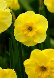 Pin By Aisyah On Narciso Daffodil Bulbs Daffodils Beautiful Flowers