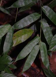 Image result for Olyra latifolia