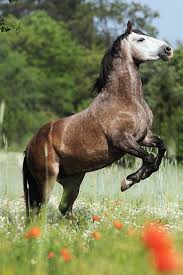 Paso iberoamericano brio v8 züchter und besitzer: Paso Iberoamericano Animal Stock Photos Kimballstock