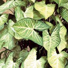 Some butterfly houses also feature other insects and arthropods. White Butterfly Syngonium White Butterfly Syngonium Podophyllum My Garden Life
