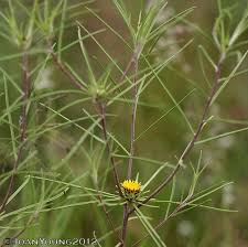 Image result for Geigeria burkei