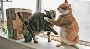 Funny Cat Fight 25 Hd Wallpaper Funnypicture Org Cats Cat Transportation Funny Cats