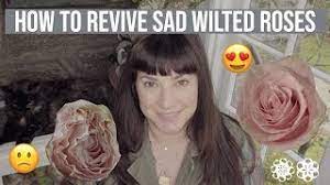 Roses | Turn Sad Wilted Roses Into Happy Roses - Youtube