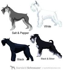 Black And White Schnauzer For Sale Mini Schnauzer Colors Honden Hondenrassen Schnauzer