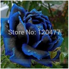 Image result for karangan bunga mawar biru