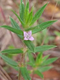 Image result for Hexasepalum sarmentosum