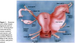 Pelvic floor muscles that are located wholly within the pelvis. Pdf Ct Anatomy Of The Female Pelvis A Second Look Semantic Scholar