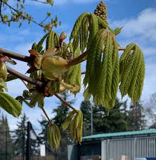 A Virginia Woolf Herbarium: #19 Chestnut Bloom