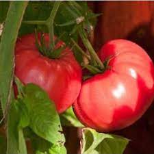 Considered 1 of the benchmarks for intense tomato flavor. Brandywine Pink Tomato Plants Clovers Garden