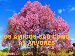 Na olx você encontra as melhores ofertas perto de você. A Arvore Youtube