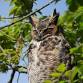 Owls of Lake County with April Vaos event in Vernon Hills, IL