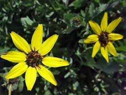 Check spelling or type a new query. Chocolate Flower Berlandiera Lyrata