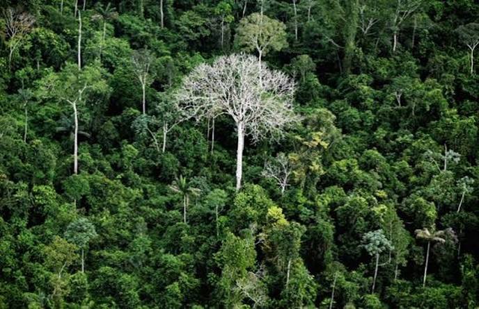 Brasil foi responsável por um terço da perda de florestas virgens no mundo em 2019, diz relatório | G1